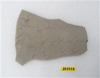 藏品(鳥跡化石)的圖片